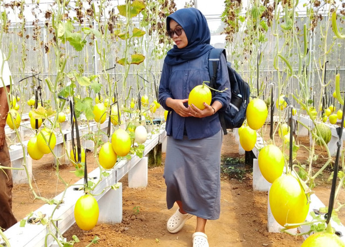 Melon Hidroponik Tabela Laris Dipetik, Panen BUMDes Karanggedang Banyumas Terserap Program MBG