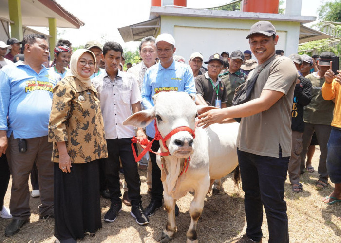 Pemkab Dukung Budidaya Sapi Berkualitas