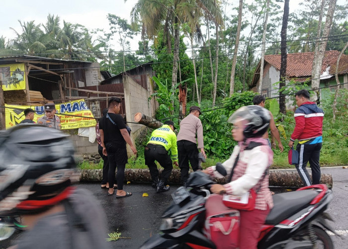 Hujan Disertai Angin di Kutasari, Dua Pohon Tumbang Tutup Jalan