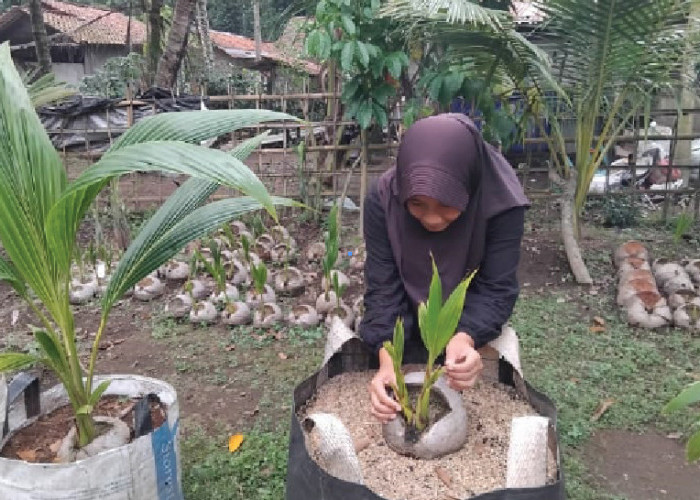Bibit Kelapa Genjah Entog Jadi Primadona, Petani Kebumen Kewalahan Tangani Order