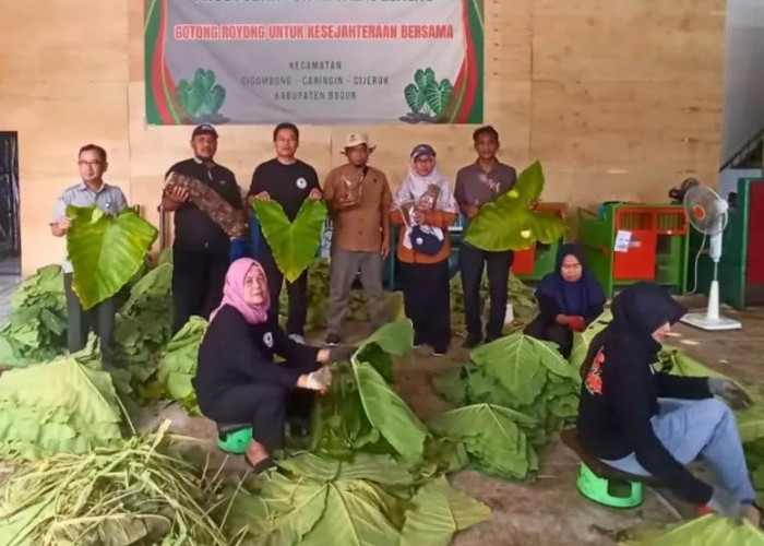 Daun Talas Beneng Dilirik Jadi Pengganti Tembakau di Cilacap