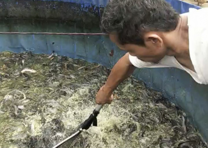 Potensi Lele Terserap MBG Hingga 30 Ton Perbulan 