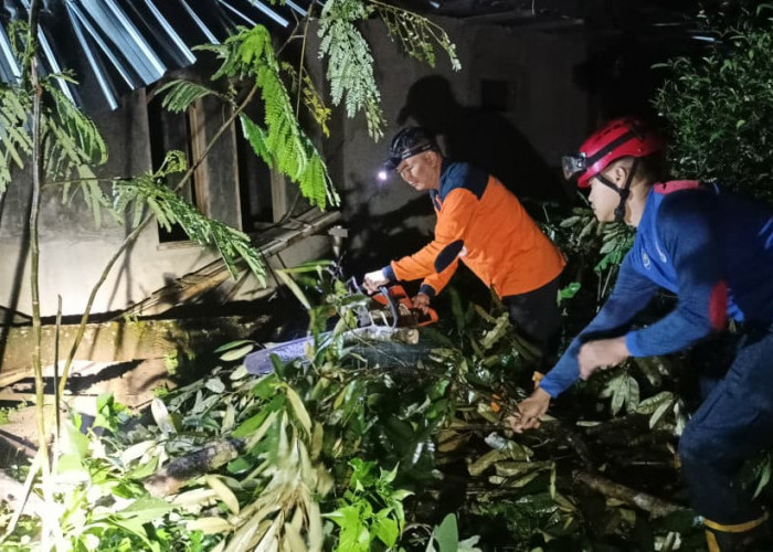 Hujan Deras Disertai Angin Kencang, Tiga Rumah dan Satu Kandang Kambing Rusak Tertimpa Pohon