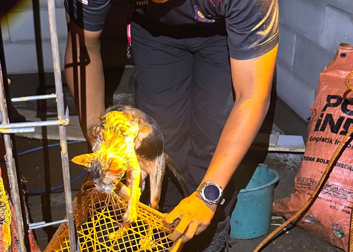 Damkar Selamatkan Kucing dari Sumur di Kedungbanteng Banyumas