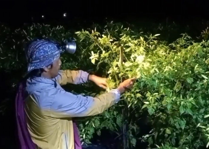 Ronda Pindah ke Kebun Cabai, Tingkatkan Pengamanan dari Pencurian