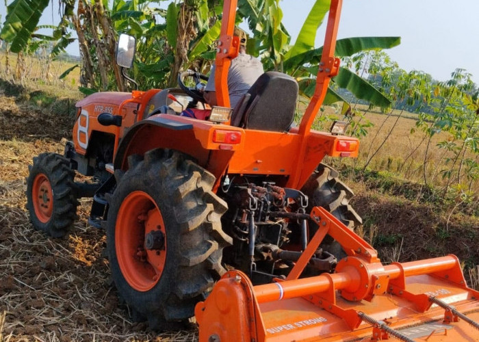 Petani Kedungpring Banyumas Tetap Tanam Saat Kemarau, Lahan Beralih ke Jagung dan Semangka