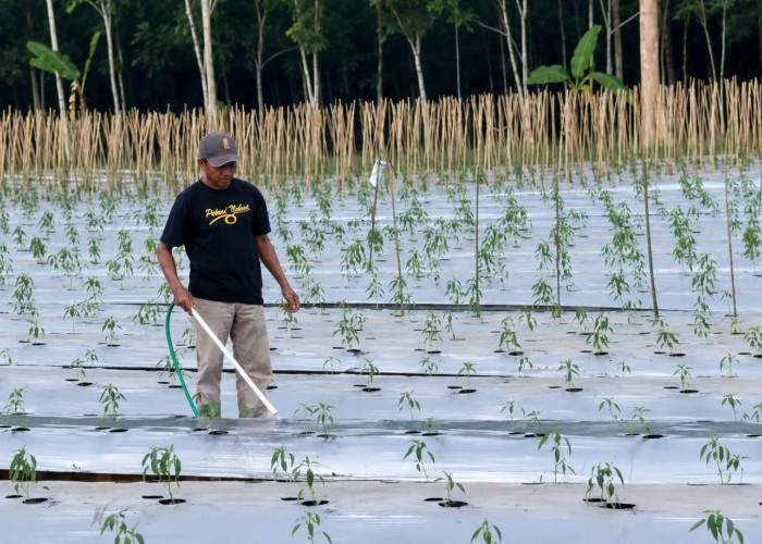 Antisipasi Harga Cabai Melonjak, Petani Banjarnegara Tanam 150 Ribu Pohon di Musim Kemarau