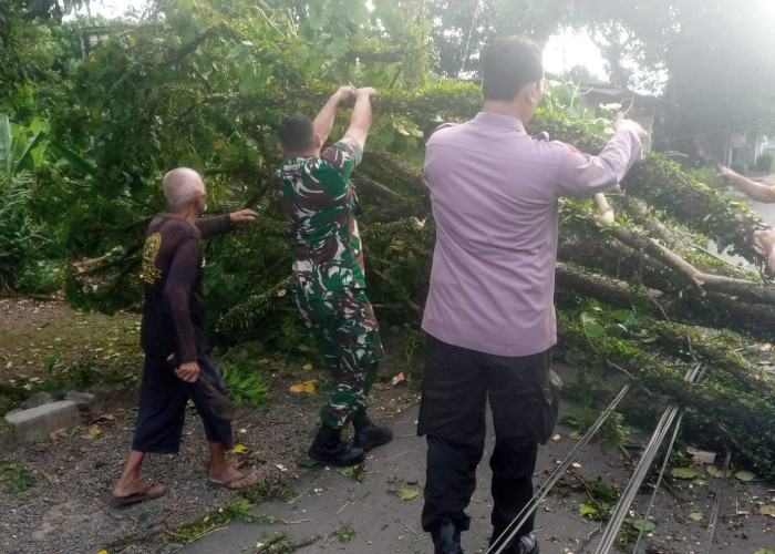 Angin Kencang di Desa Beji, Akibatkan Jalan Tertutup Pohon Tumbang