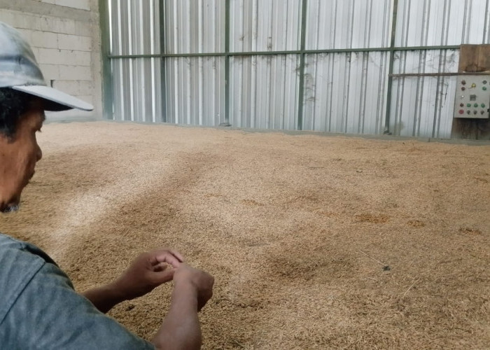 Gabah Mengantre, Pengering Dipacu Semalaman, Serapan Bulog Bikin Pengelola Lembur