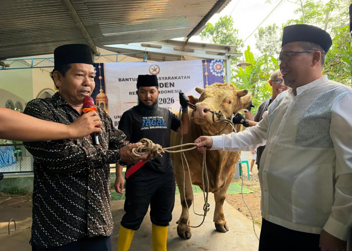 Sapi Kurban Presiden Jadi Tontonan Warga Banjarnegara dengan Bobot 1,2 Ton