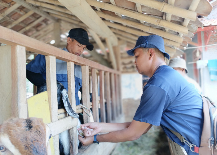 Cilacap Swasembada Daging Kambing dan Domba, Kebutuhan Pasar Tetap Terpenuhi