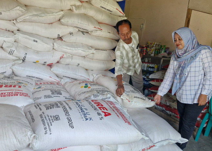 Stok Terjaga dan Distribusi Lancar, Hasil Panen Petani Cilacap Tembus 10 Ton per Hektare