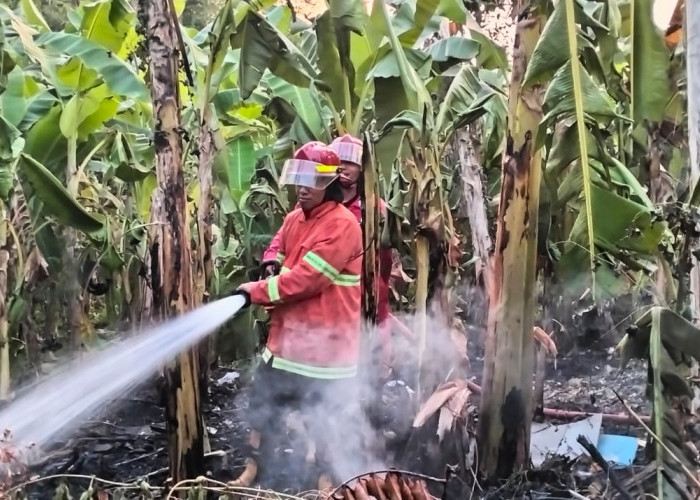 Kebakaran Lahan Kosong Kembali Terjadi di Cilacap, Kasus Kebakaran di Cilacap Terus Bertambah