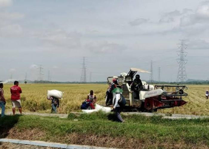 Antisipasi El Nino, Cilacap Kebut Percepatan Masa Tanam Padi