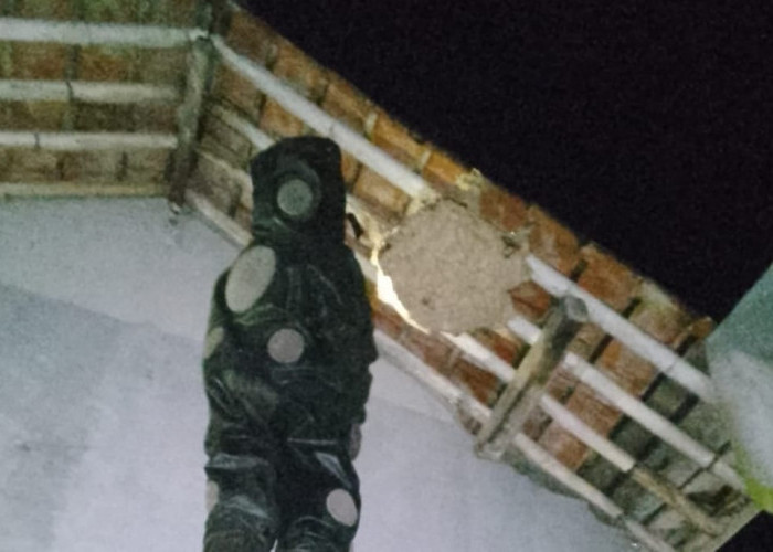 Sarang Tawon Vespa di Banyumas Disisir Damkar, Sembilan Titik Dilaporkan Warga