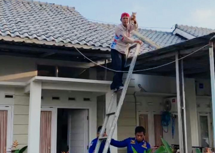 Terjebak di Atap Rumah, Dua Ekor Kucing Dievakuasi Damkar Cilacap
