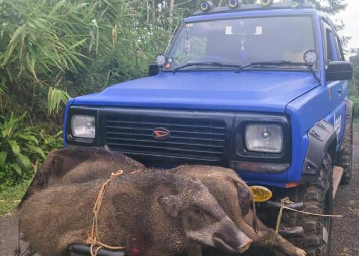 Hama Babi Hutan Masih Hantui Sejumlah Wilayah 