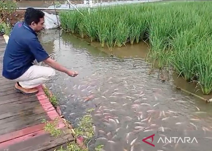 Wisata Mina Padi, Perpaduan Edukasi dan Alam di Desa Panembangan Banyumas