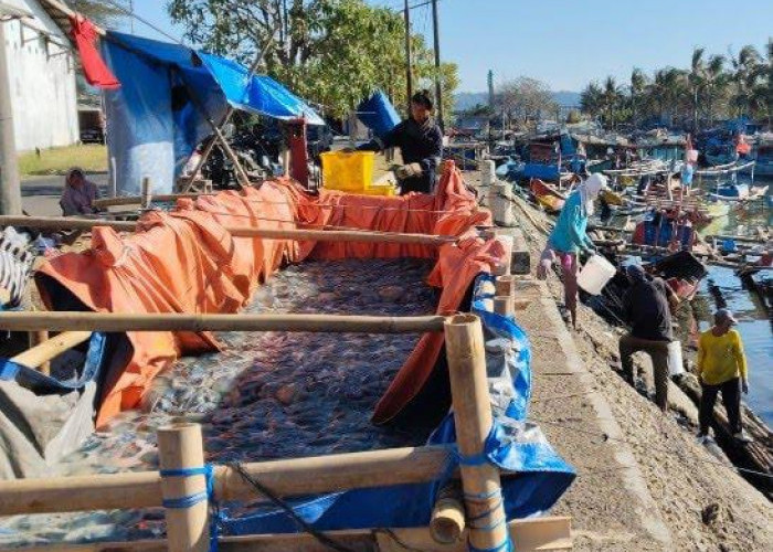 Nelayan Cilacap Panen Ubur-Ubur, Satu Perahu Bisa Dapat Satu Ton Sehari