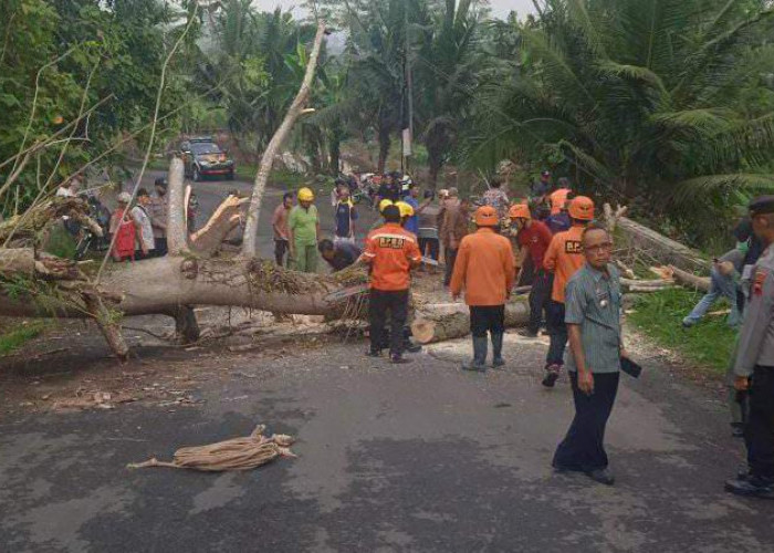 Sempat Buat Arus Lalin Tersendat, Pohon Tumbang di Jalan Lingkar Syekh Maqdum Wali Sudah Ditangani