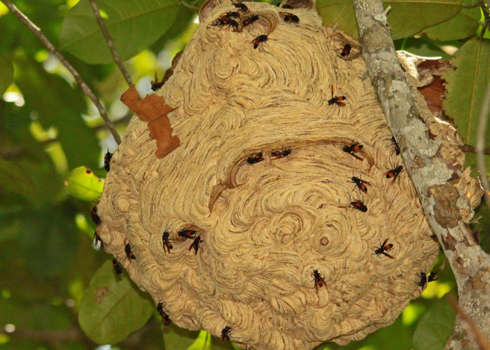 9 Cara Mencegah Tawon Membuat Sarang di Taman, Sangat Mudah dan Ampuh!