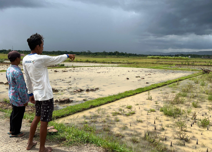 Ditinggal di Sawah, Mesin Traktor Poktan Raib 