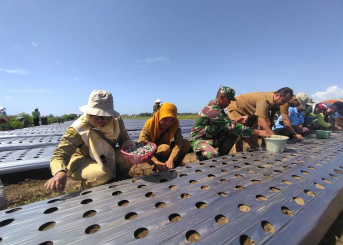 Petani Cilacap Mulai Beralih ke Benih TSS, Panen Bawang Merah Semakin Melimpah dan Efisien