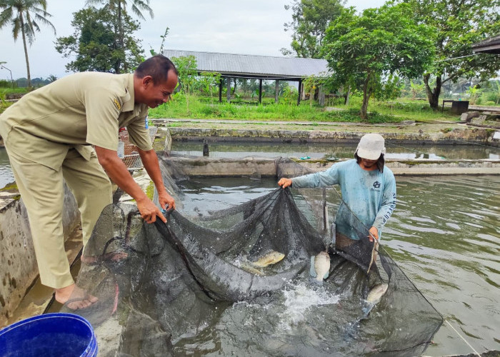 PAD Sektor Perikanan Kabupaten Purbalingga Lampaui Target, Capai Rp217,49 Juta