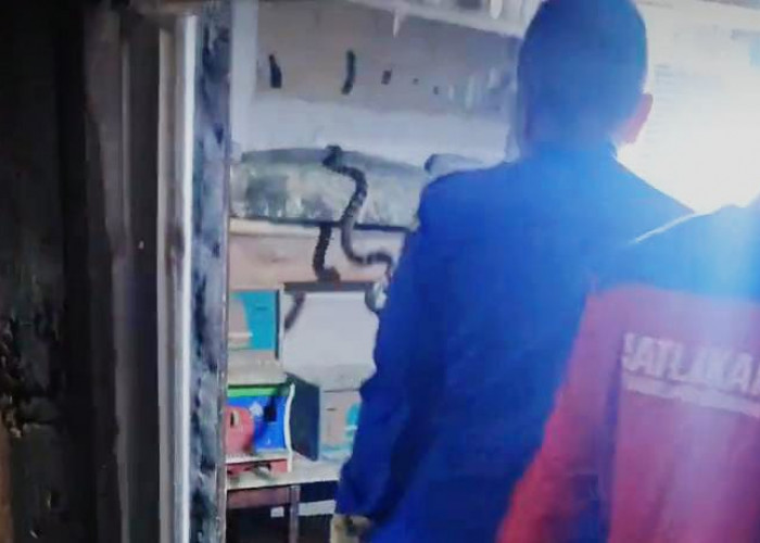 Warga Tritih Kulon Geger, Ular Cincin Emas Masuk Kandang Burung Dara