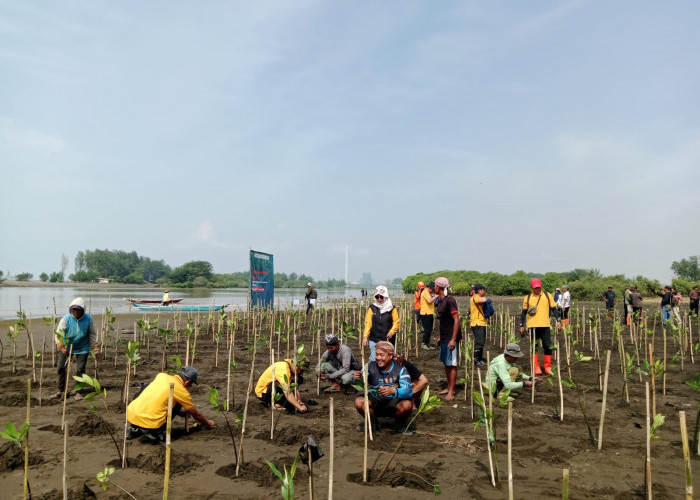 Ekosistem Mulai Berkurang, Mangrove Karangbenda Terancam
