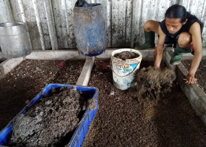 Cuaca Ekstrem, Peternak Magot TPST Pasrah