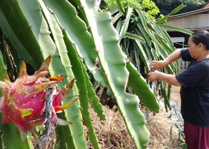 520 Buah Naga Pekunden Banyumas Ludes Sehari, Pelanggan Rela Datang Demi Petik Langsung