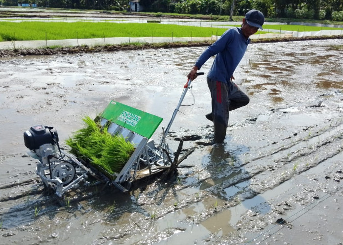 Mesin Tanam Mulai Diuji, Solusi Krisis Buruh Tandur di Banyumas
