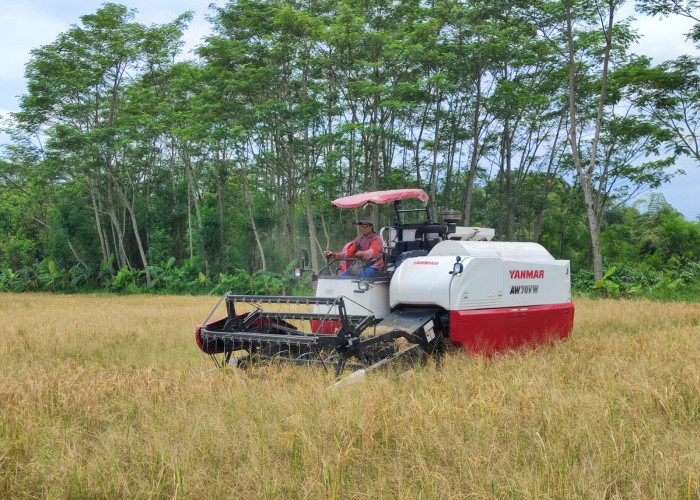 UPTD Perbenihan Mewek Genjot Produksi Calon Benih Demi Kejar Target PAD