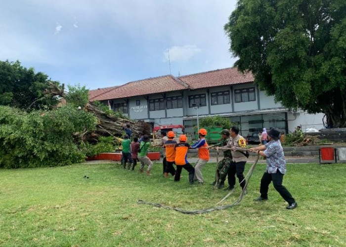 Pohon Beringin Alun-Alun Cilacap Tumbang, Robohkan Tiang Listrik dan Lampu Penerangan Jalan