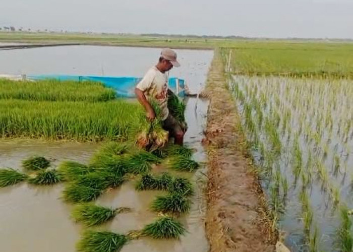 Musim Kemarau Datang, Ketersediaan Air untuk Sawah di Cilacap Masih Aman