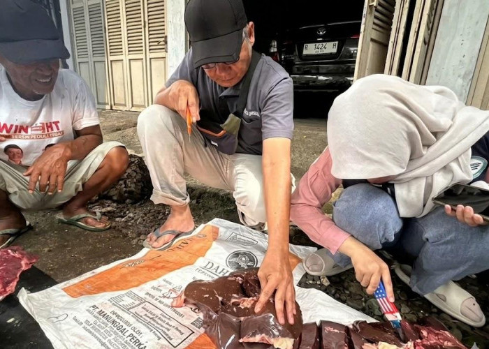 Distankan Banjarnegara Temukan 14 Kasus Cacing Hati pada Sapi Kurban