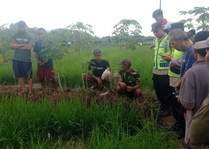 Buruh Tani Ditemukan Meninggal di Sawah Panican Purbalingga
