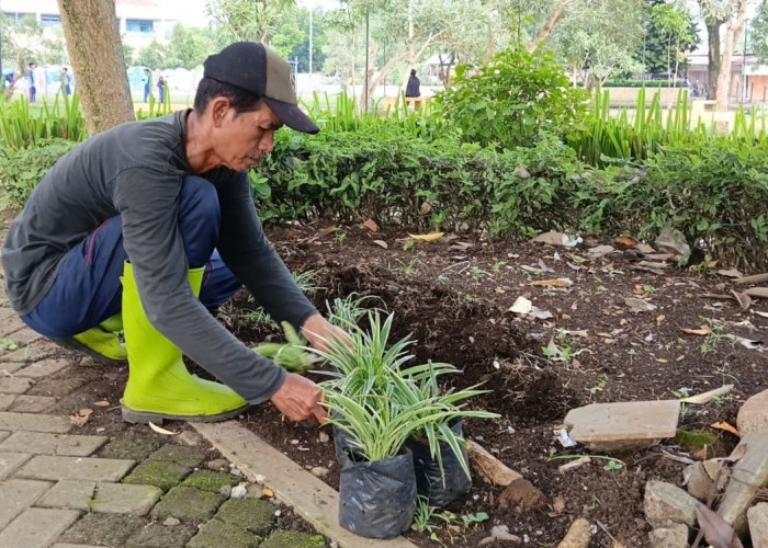 Tanaman Taman Kota Disulam, UPKP Sumpiuh Banyumas Ganti Hiasan yang Mati
