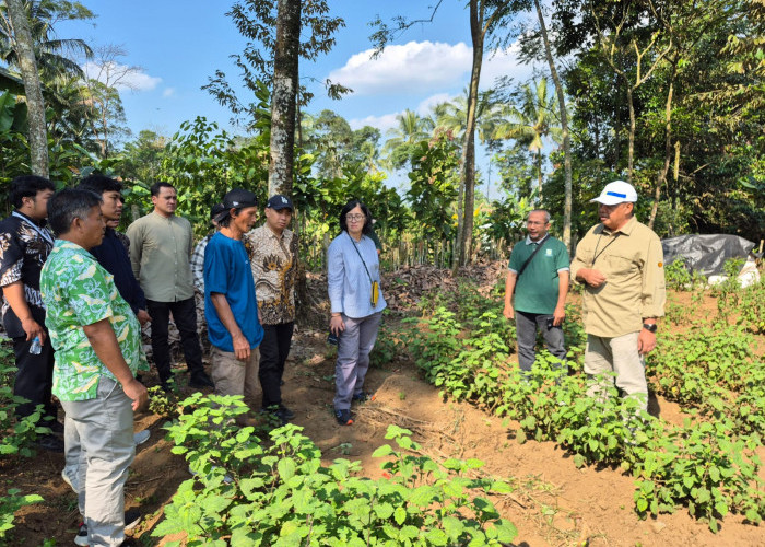 Produksi Minyak Nilam Purbalingga Naik Jadi 95,9 Ton, Bappenas Kaji Pengembangan hingga Hilirisasi