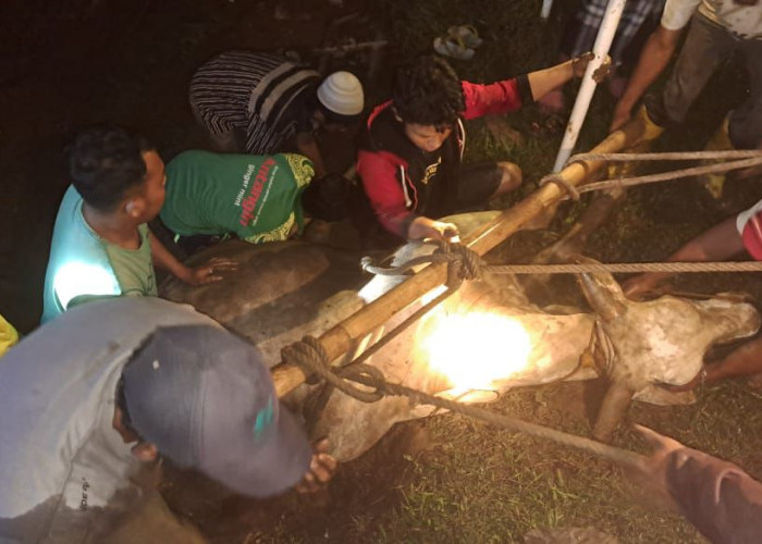 Damkar Selamatkan Sapi yang Terperosok di Saluran Irigasi