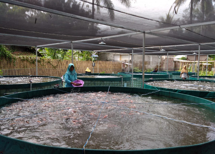  Irit Pangan, Kelompok Budidaya Ikan di Purwodadi Gunakan Sistem Bioflok