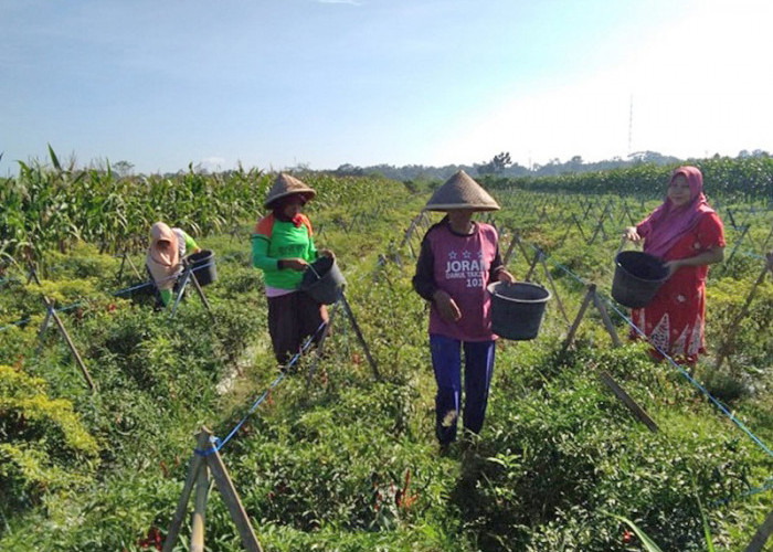 Sempat Jatuh, Harga Cabai Kembali Membaik