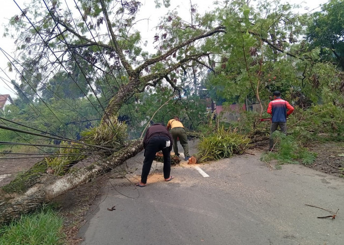 Pohon Tumbang Tutup Jalan di Kembaran, Evakuasi BPBD Banyumas Berlangsung Dua Jam