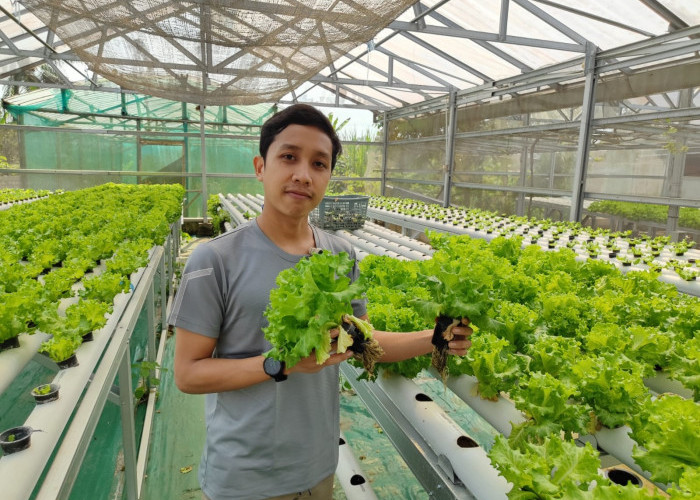Lewat Inovasi Hidroponil, Muzakki Lazuardi Raup Omzet Rp 20 Juta Sebulan