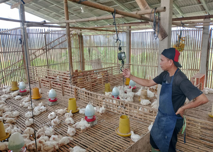 Harga Ayam Banyumas Naik Rp45 Ribu, MBG Dongkrak Kebutuhan Pasar