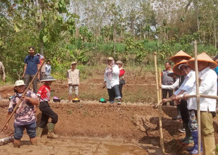 Tekan Biaya Produksi, Petani Karanggintung Cilacap Gunakan Metode Tabela