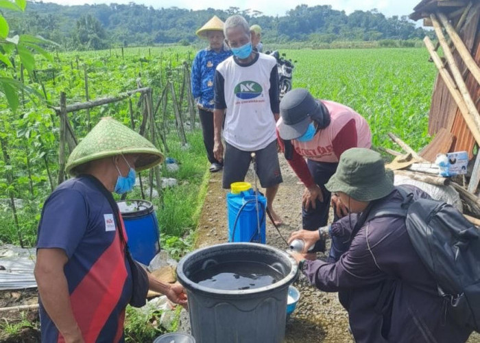 697 Hektare Jagung Terdampak OPT, Dinpertan Pastikan Kondisi Masih Terkendali