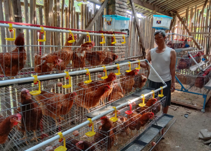 Magot Dinilai Dongkrak Produksi Telur