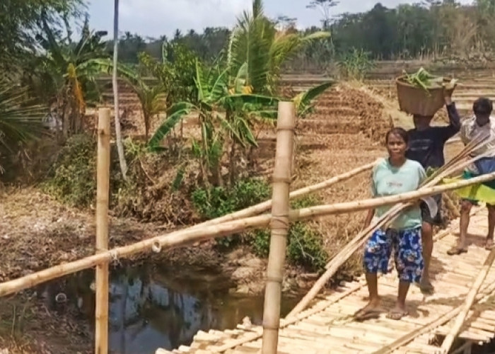 Jembatan Bambu Selanegara Jadi Andalan Petani, Warga Sumpiuh Banyumas Berharap Akses Dibangun Permanen